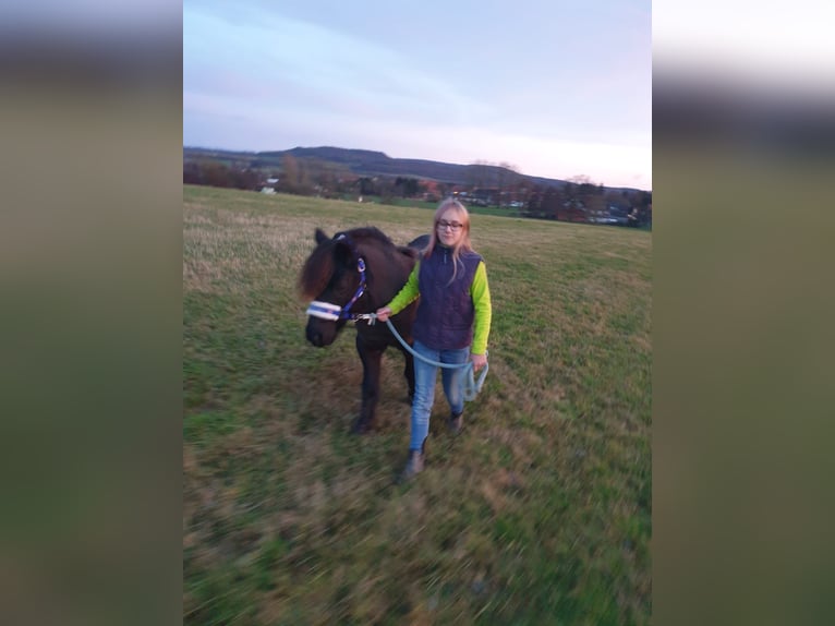 Classic Pony Wallach 20 Jahre 118 cm Schwarzbrauner in Niemetal