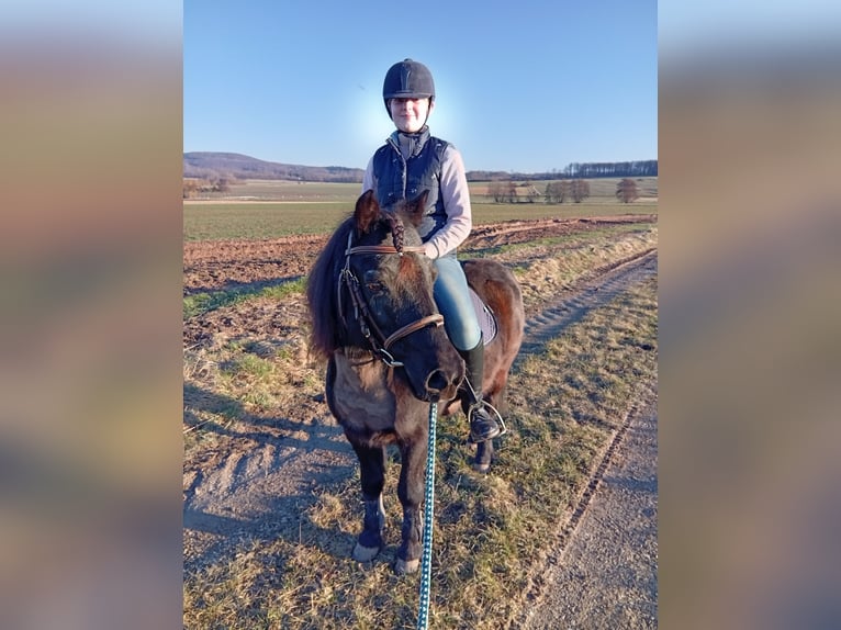 Classic Pony Wallach 20 Jahre 118 cm Schwarzbrauner in Niemetal