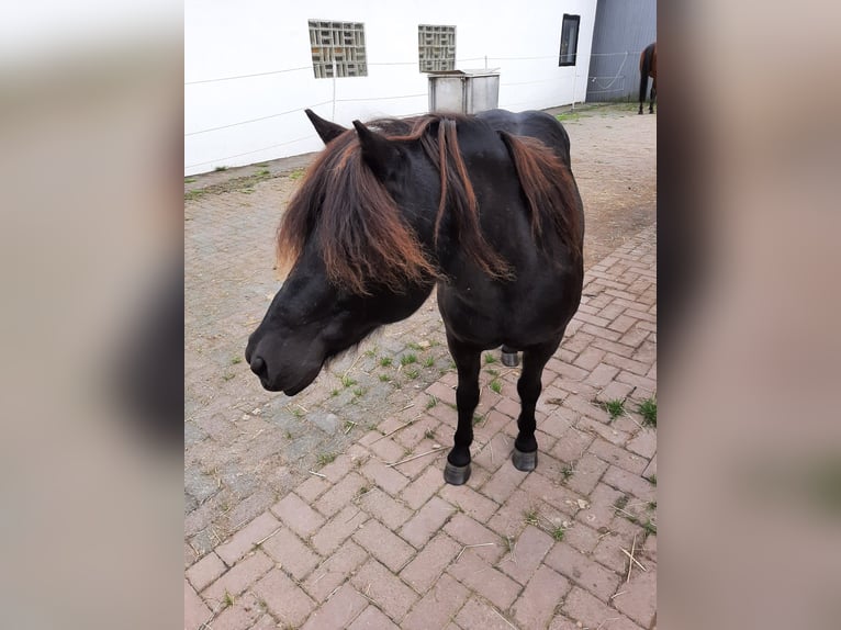 Classic Pony Wallach 20 Jahre 118 cm Schwarzbrauner in Niemetal