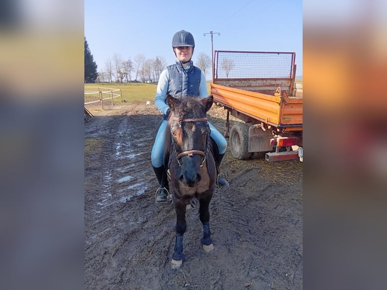 Classic Pony Wallach 20 Jahre 118 cm Schwarzbrauner in Niemetal
