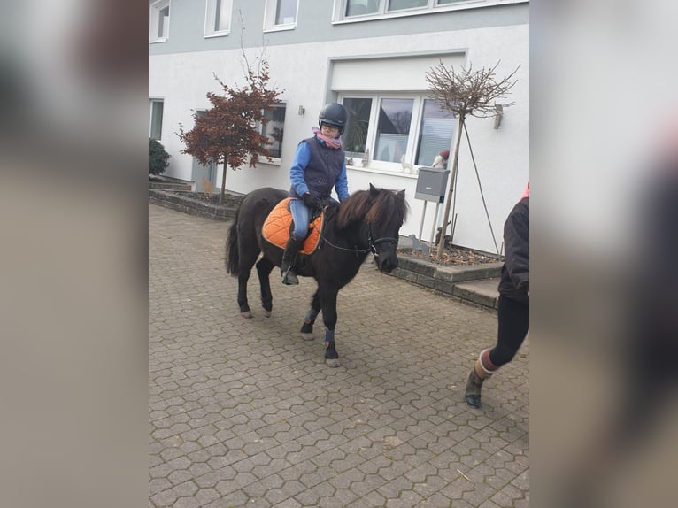 Classic Pony Wallach 20 Jahre 118 cm Schwarzbrauner in Niemetal