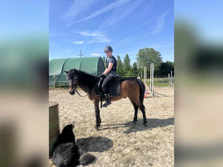 Classic Pony Wallach 21 Jahre 140 cm Brauner in Uttendorf