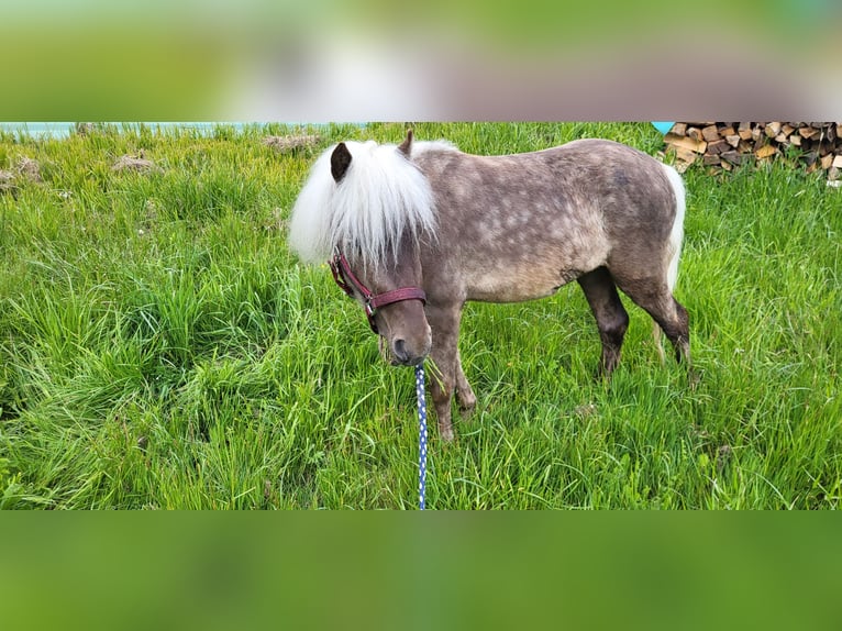 Classic Pony Wallach 3 Jahre 110 cm in Unterkirchbach