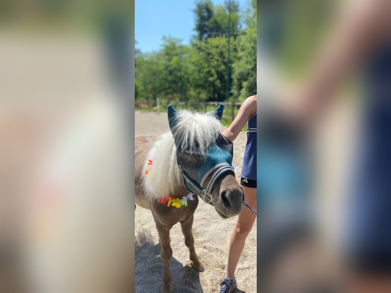 Classic Pony Wallach 3 Jahre 110 cm in Unterkirchbach