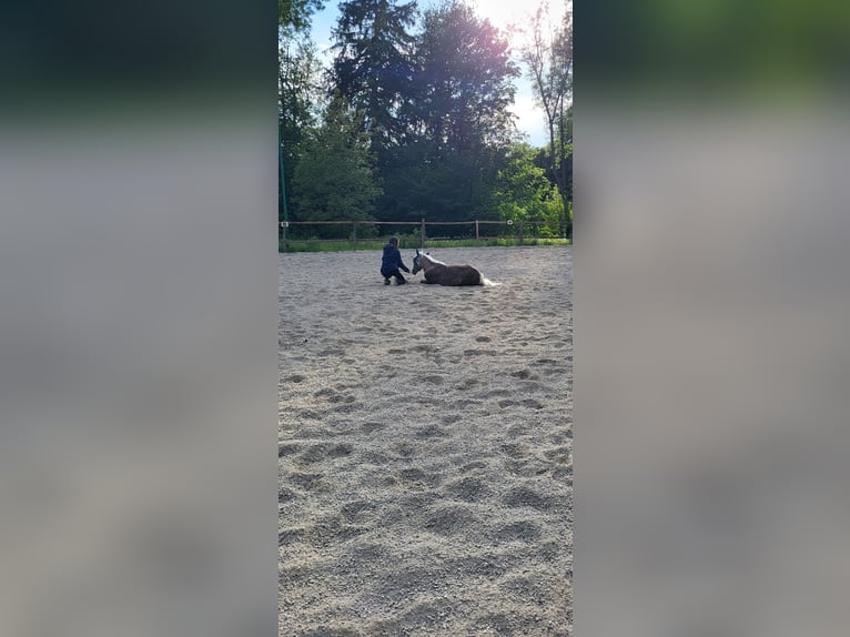Classic Pony Wallach 3 Jahre 110 cm in Unterkirchbach