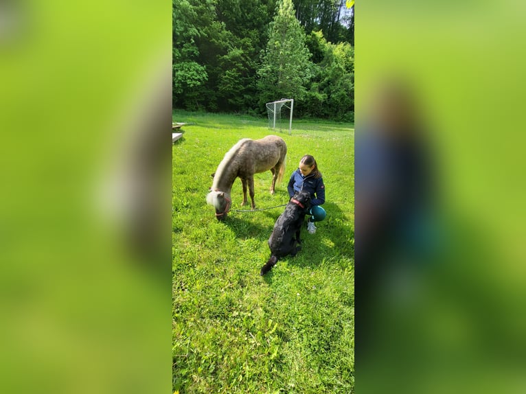 Classic Pony Wallach 3 Jahre 110 cm in Unterkirchbach