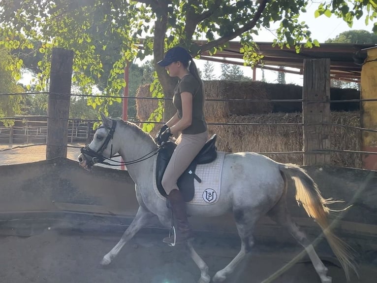 Classic Pony Wallach 3 Jahre 125 cm Apfelschimmel in Villanueva Del Rio Y Minas