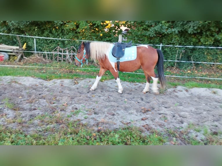 Classic Pony Mix Wallach 4 Jahre 120 cm Schecke in Bockelwitz