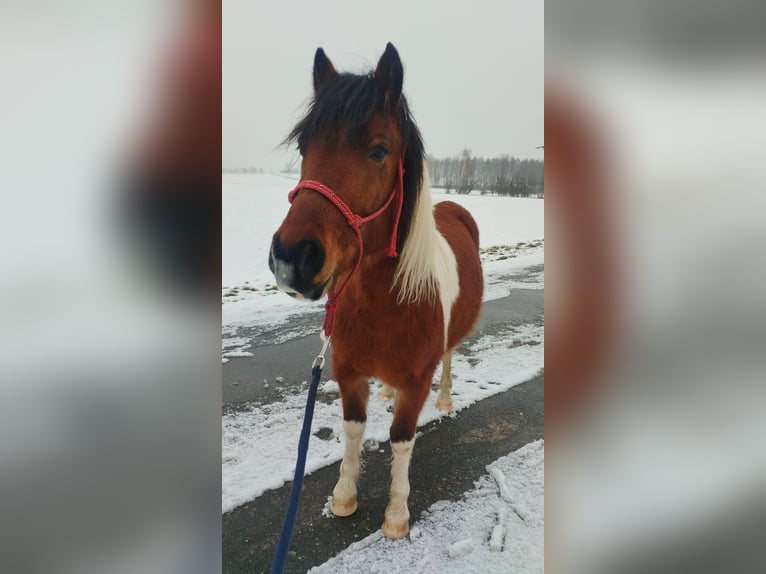 Classic Pony Mix Wallach 4 Jahre 120 cm Schecke in Bockelwitz