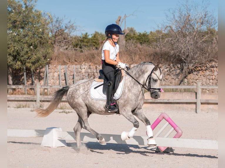 Classic Pony Wallach 4 Jahre 124 cm Schimmel in Xabia/Javea