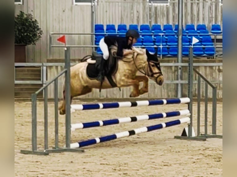 Classic Pony Wallach 4 Jahre 125 cm Palomino in Moralzarzal
