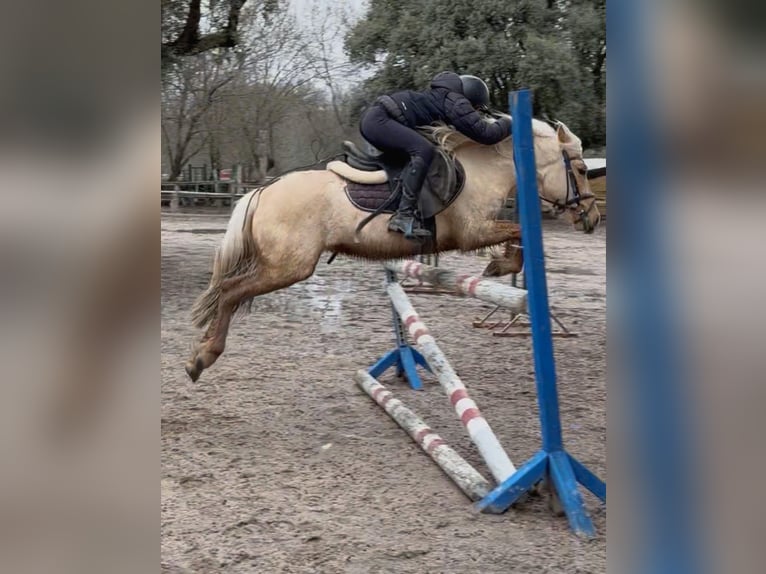 Classic Pony Wallach 4 Jahre 125 cm Palomino in Moralzarzal