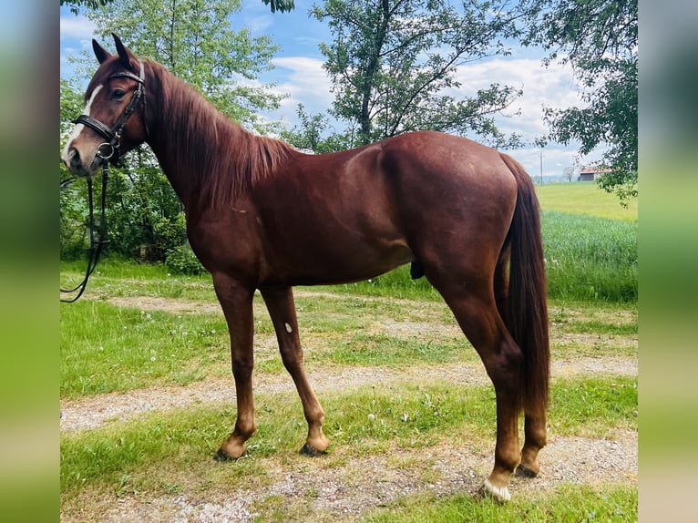 Classic Pony Wallach 4 Jahre 155 cm  in Uttendorf