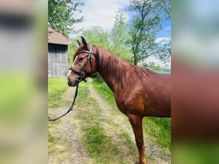 Classic Pony Wallach 4 Jahre 155 cm  in Uttendorf