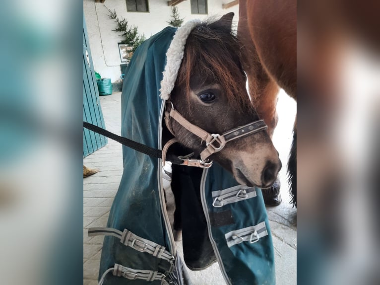 Classic Pony Wallach 5 Jahre 103 cm Dunkelbrauner in Weil