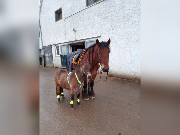 Classic Pony Wallach 5 Jahre 103 cm Dunkelbrauner in Weil