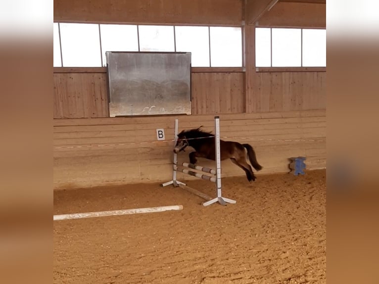 Classic Pony Wallach 5 Jahre 103 cm Dunkelbrauner in Weil