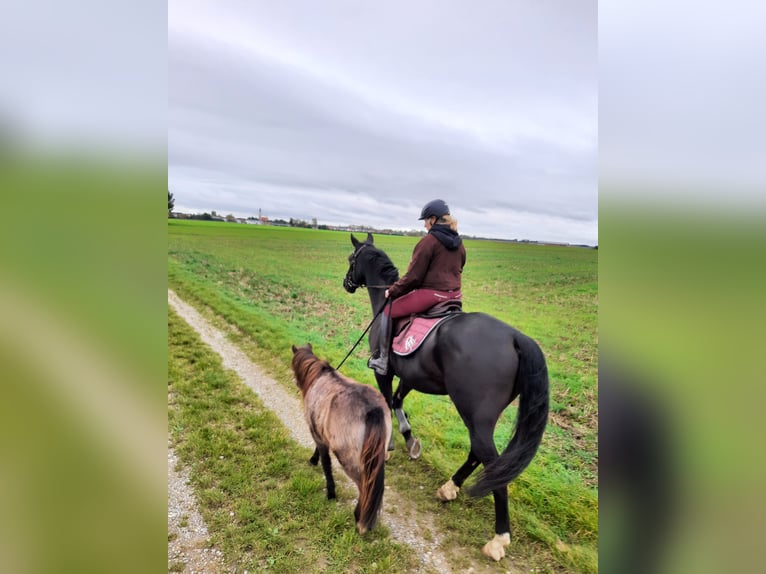 Classic Pony Wallach 5 Jahre 103 cm Dunkelbrauner in Weil