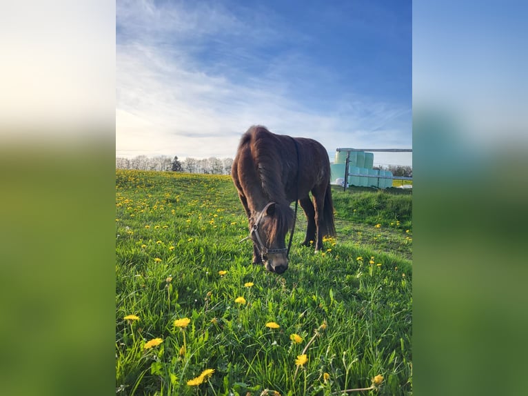 Classic Pony Wallach 5 Jahre 103 cm Dunkelbrauner in Weil