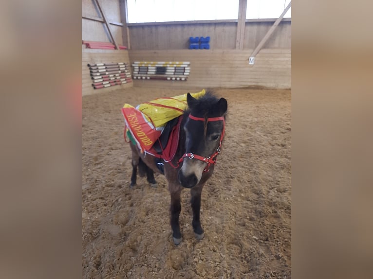 Classic Pony Wallach 5 Jahre 103 cm Dunkelbrauner in Weil