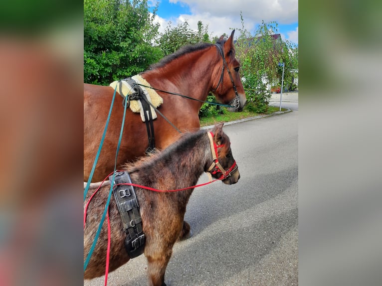 Classic Pony Wallach 5 Jahre 103 cm Dunkelbrauner in Weil