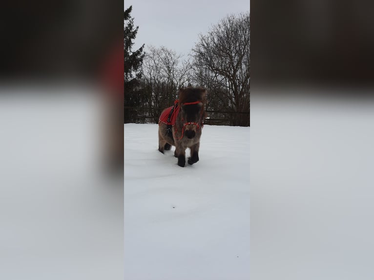 Classic Pony Wallach 5 Jahre 103 cm Dunkelbrauner in Weil