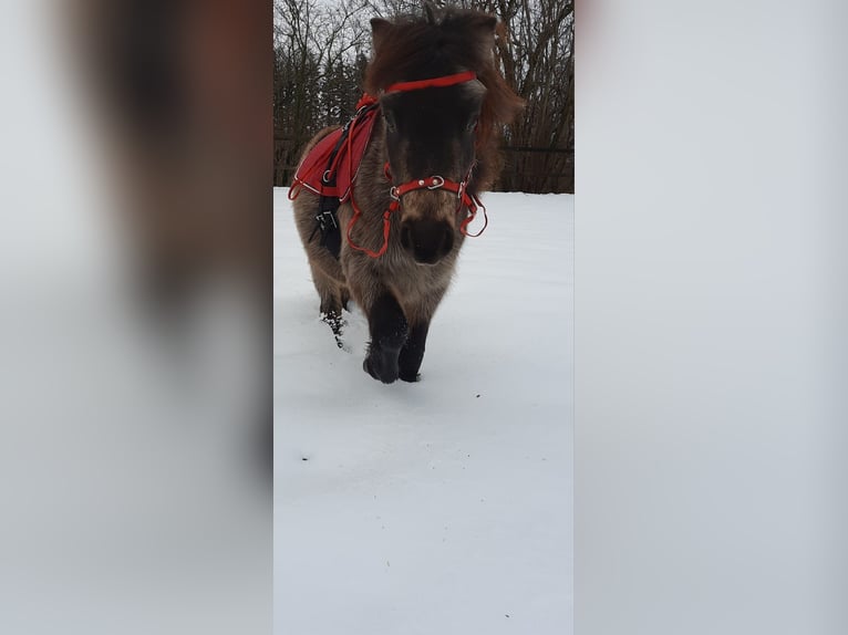 Classic Pony Wallach 5 Jahre 103 cm Dunkelbrauner in Weil