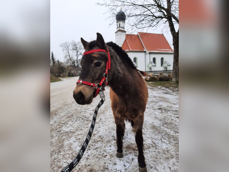 Classic Pony Wallach 5 Jahre 103 cm Dunkelbrauner in Weil