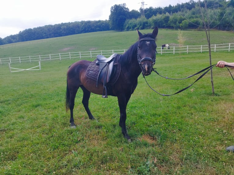 Classic Pony Wallach 5 Jahre 130 cm Brauner in Pressbaum