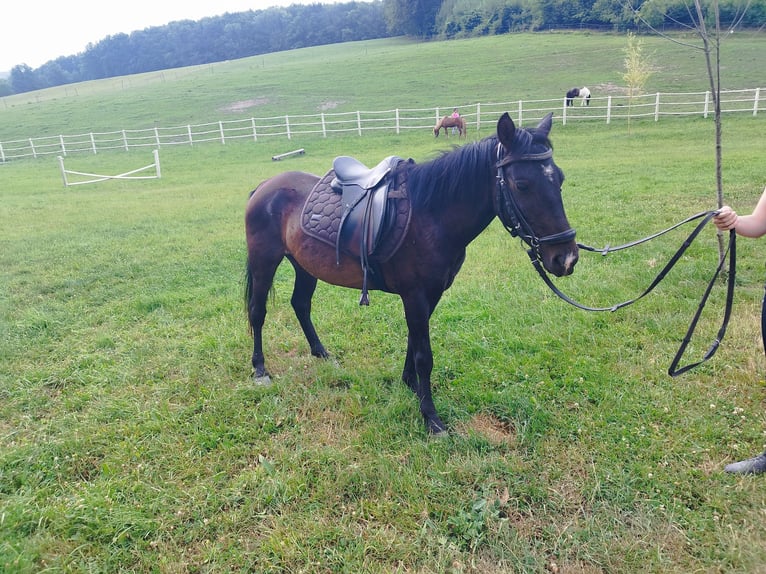 Classic Pony Wallach 5 Jahre 130 cm Brauner in Pressbaum