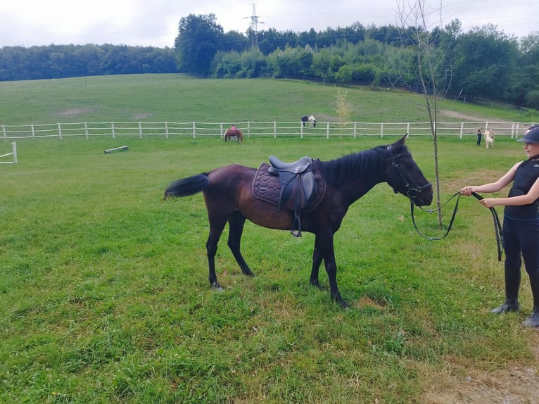 Classic Pony Wallach 5 Jahre 130 cm Brauner in Pressbaum