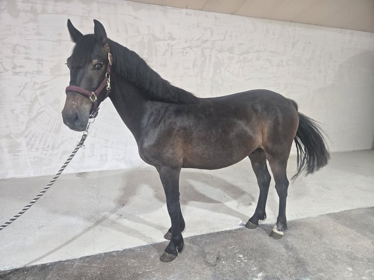 Classic Pony Wallach 5 Jahre 140 cm Brauner in Chavannes sur reyssouze