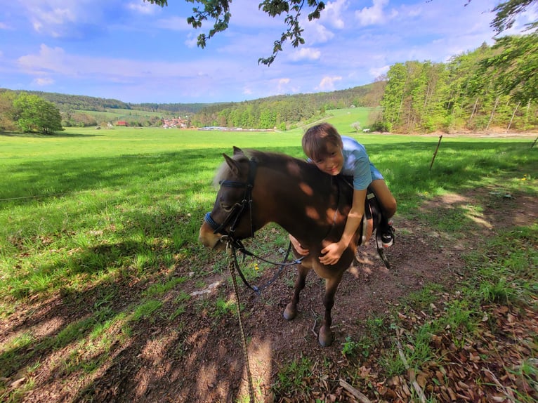 Classic Pony Wallach 6 Jahre 120 cm Dunkelfuchs in Weimar