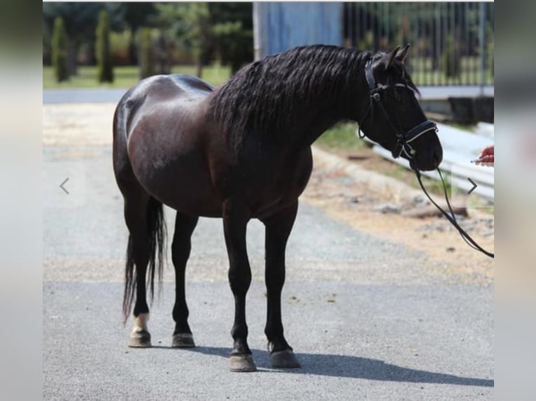 Classic Pony Wallach 6 Jahre 145 cm  in Wernberg