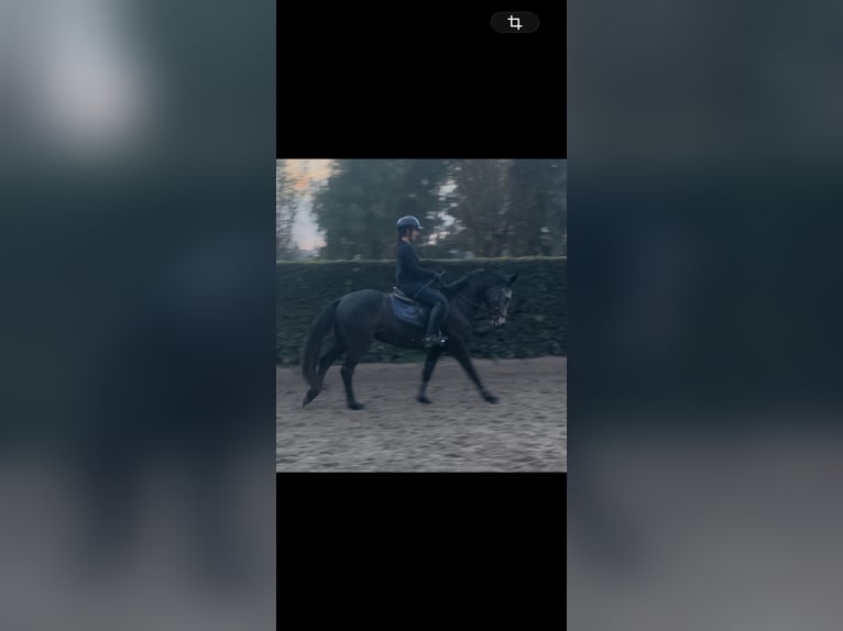 Classic Pony Wallach 6 Jahre 145 cm Schimmel in Ariccia provincia di Roma