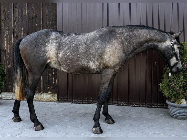 Classic Pony Wallach 6 Jahre 155 cm Blauschimmel in Helpfau