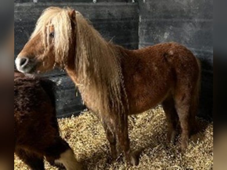 Classic Pony Wallach 7 Jahre 105 cm Fuchs in BoosFreilingen