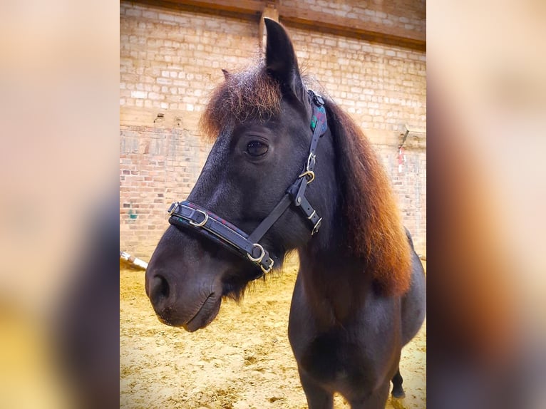 Classic Pony Wallach 7 Jahre 115 cm Rappe in K&#xF6;ln Worringen