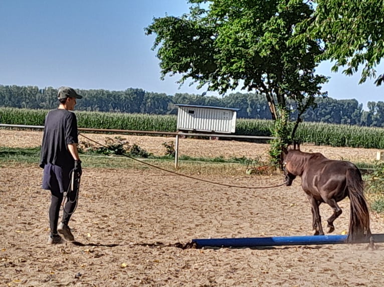 Classic Pony Wallach 7 Jahre 115 cm Rappe in K&#xF6;ln Worringen