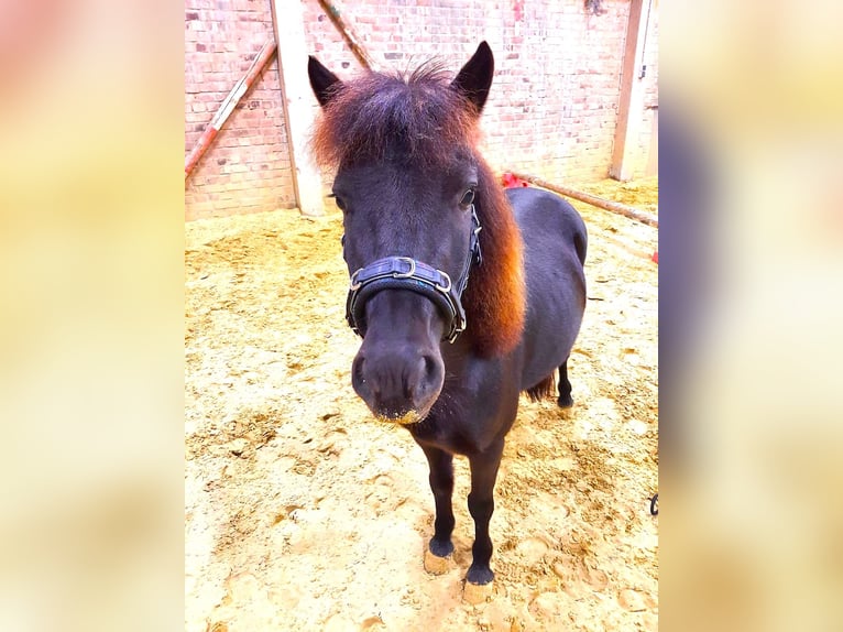 Classic Pony Wallach 7 Jahre 115 cm Rappe in K&#xF6;ln Worringen