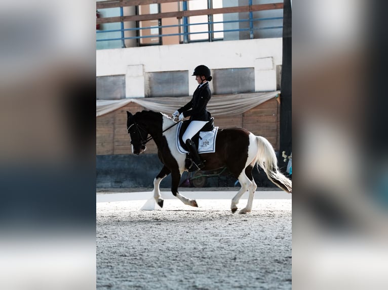 Classic Pony Mix Wallach 7 Jahre 145 cm in Bad&#xED;n