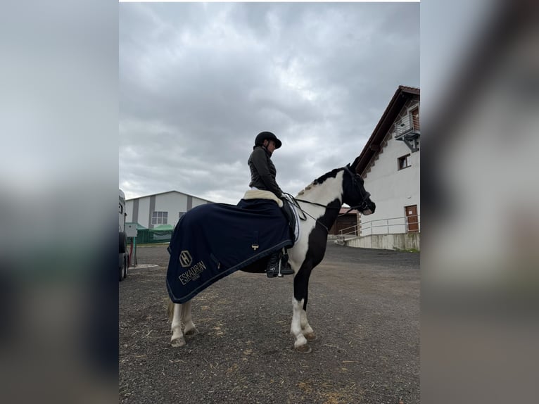 Classic Pony Mix Wallach 7 Jahre 145 cm in Bad&#xED;n
