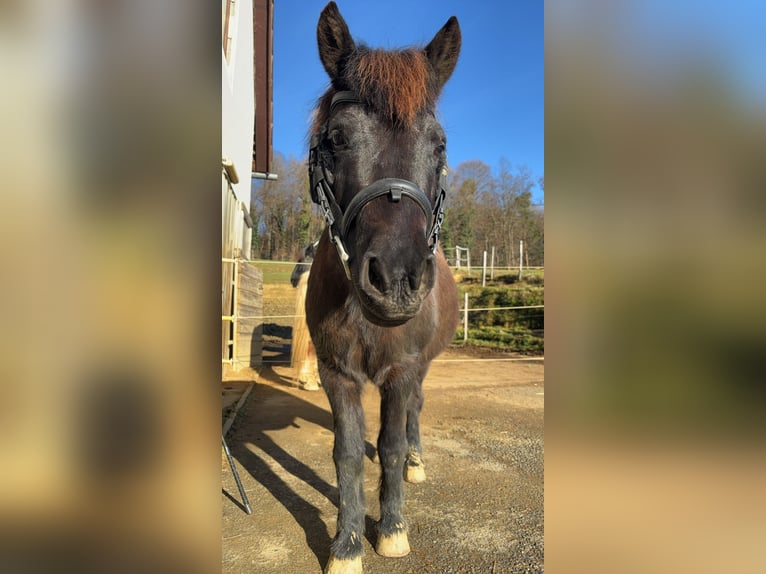 Classic Pony Mix Wallach 8 Jahre 123 cm Dunkelbrauner in Weixelbaum