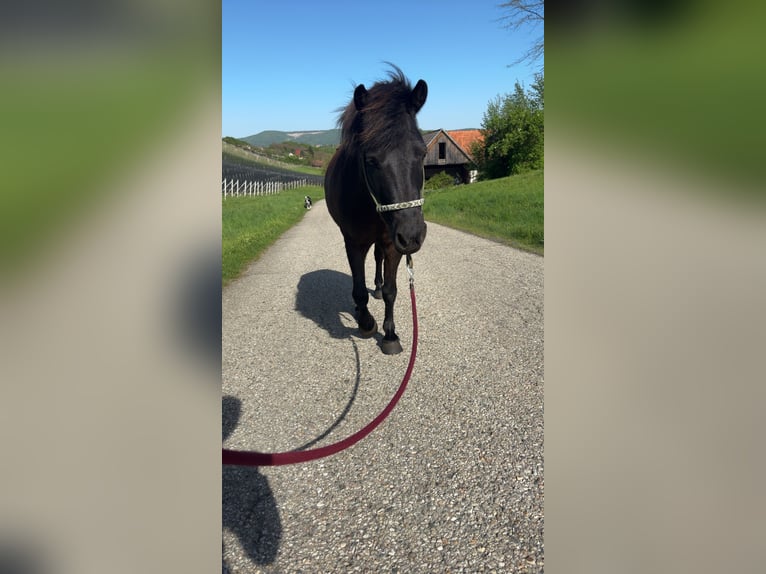 Classic Pony Mix Wallach 8 Jahre 123 cm Dunkelbrauner in Weixelbaum