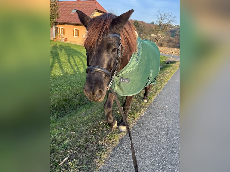 Classic Pony Mix Wallach 8 Jahre 123 cm Dunkelbrauner in Weixelbaum