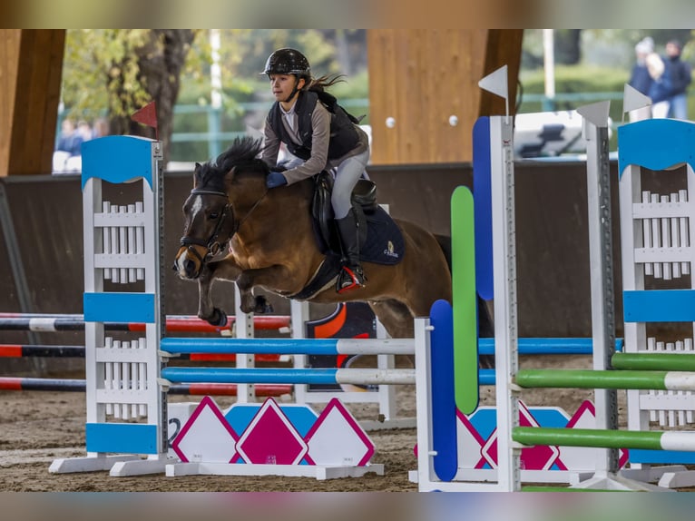 Classic Pony Wallach 8 Jahre 127 cm Dunkelbrauner in Santander