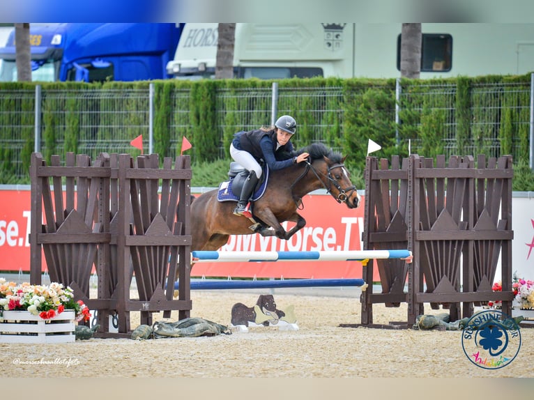 Classic Pony Wallach 8 Jahre 127 cm Dunkelbrauner in Santander