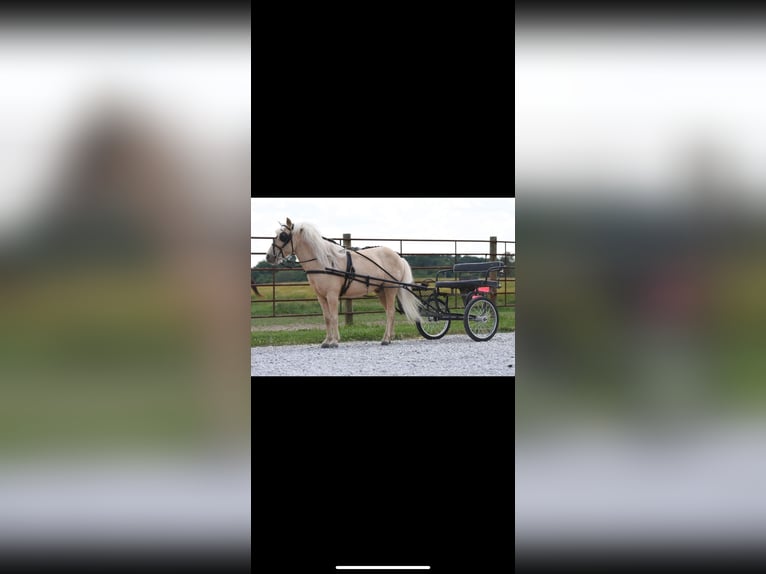 Classic Pony Wallach 8 Jahre 152 cm White in Athens