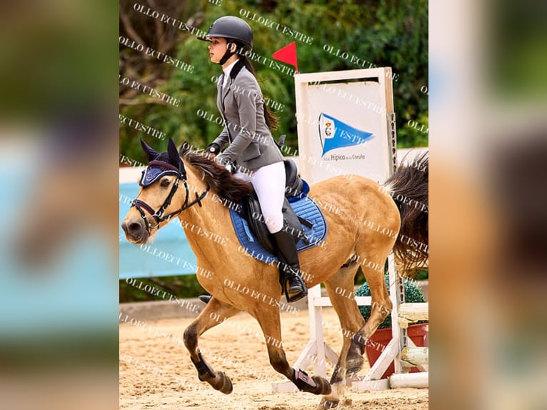 Classic Pony Mix Wallach 8 Jahre Falbe in A Coruña