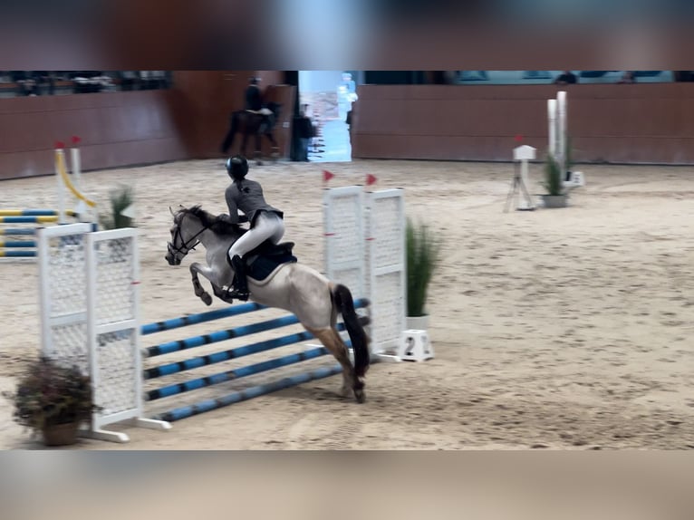 Classic Pony Mix Wallach 8 Jahre Falbe in A Coruña